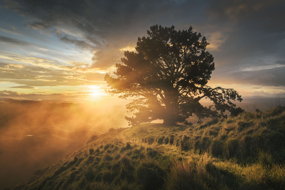 Evening sunset sun glowing through the clouds and a tree at a hilltop in New Zealand
