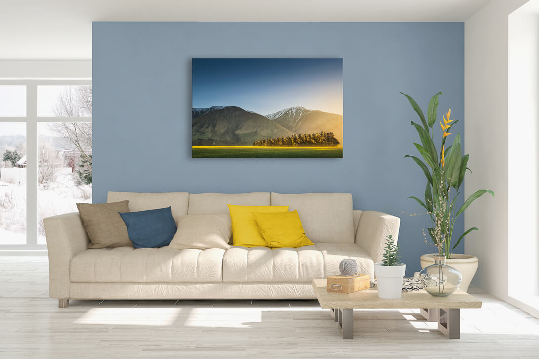 Methven - Sunlit Tree Strip