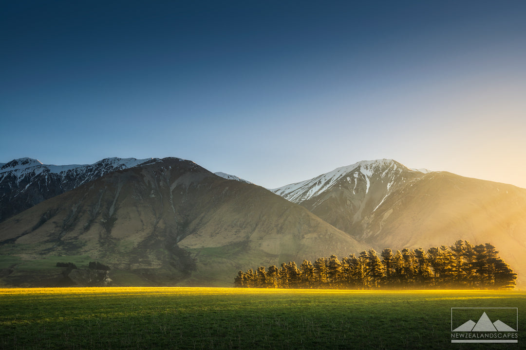 Sunlit Tree Strip - Newzealandscapes photo canvas prints New Zealand