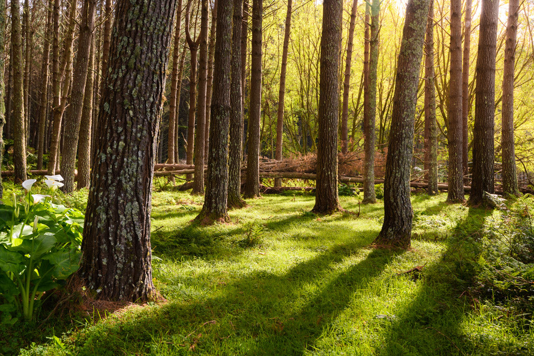 beautiful redwood trees in a field with the sun shining through the tree trunks