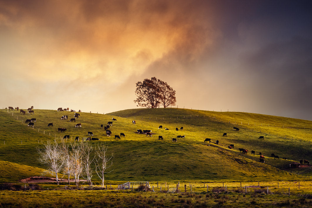 'Hillside Farming Sunset Near Oparau' Gift Print