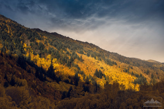 Yellow golden trees, with dark clouds above, in autumn on the hillside in Arrowtown, Otago
