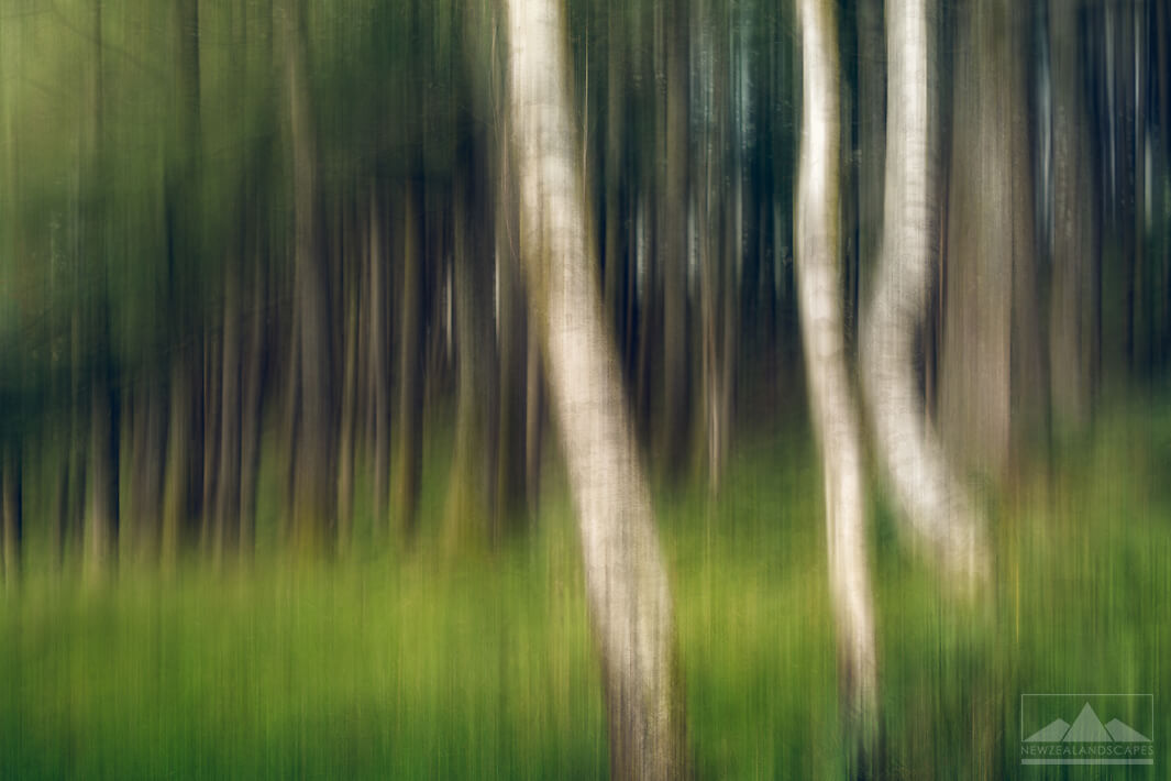 Artistic photograph of trees and grass in a forest, blurred for an abstract effect.