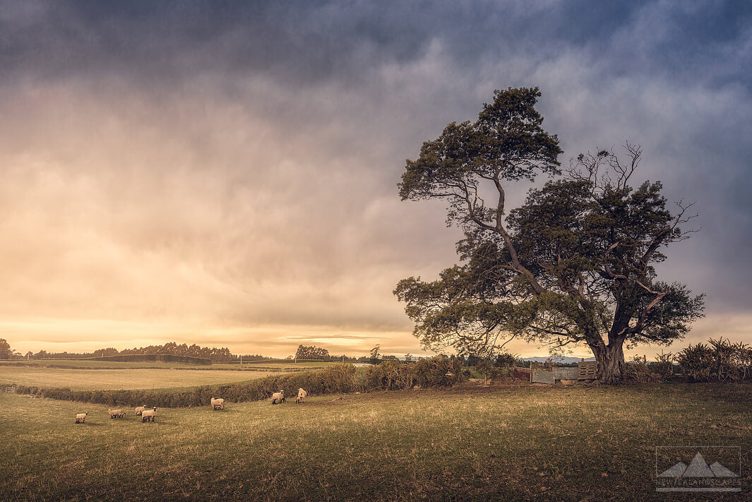 Painterly looking photo of sheep in a field near a large tree with stormy clouds above.