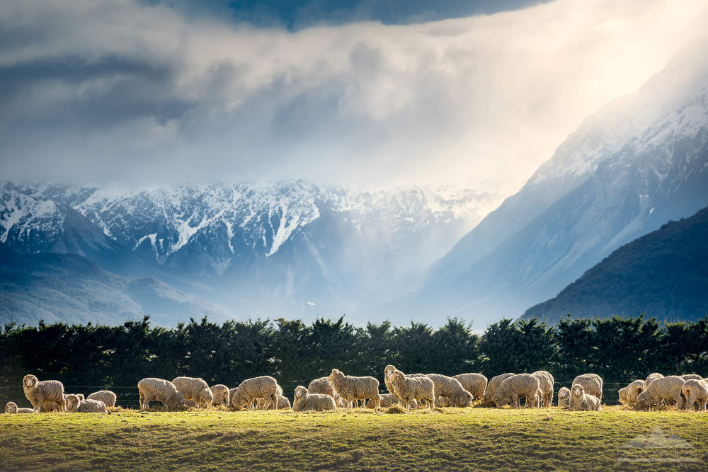 New Zealand sheep in the sunshine in a field with snowy mountains and large white clouds in the background.