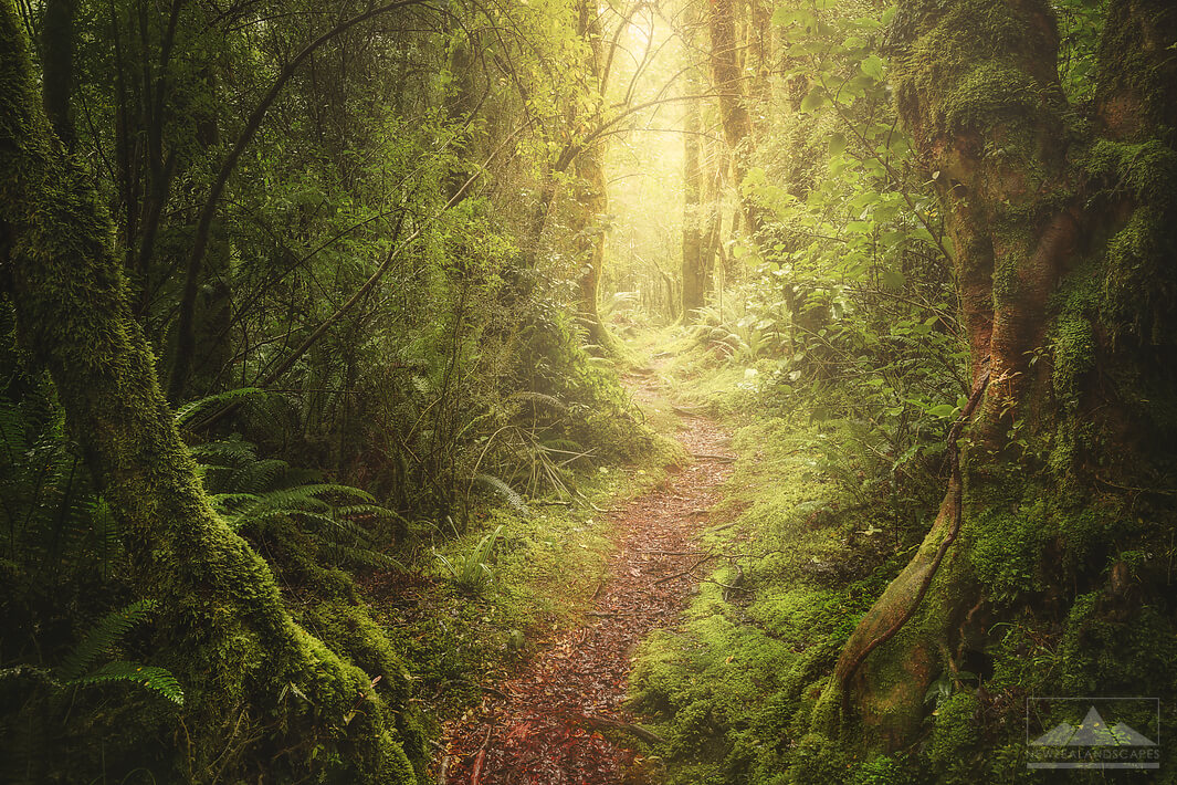 path leading through a green forest near Milford Sound - Newzealandscapes photo canvas prints New Zealand