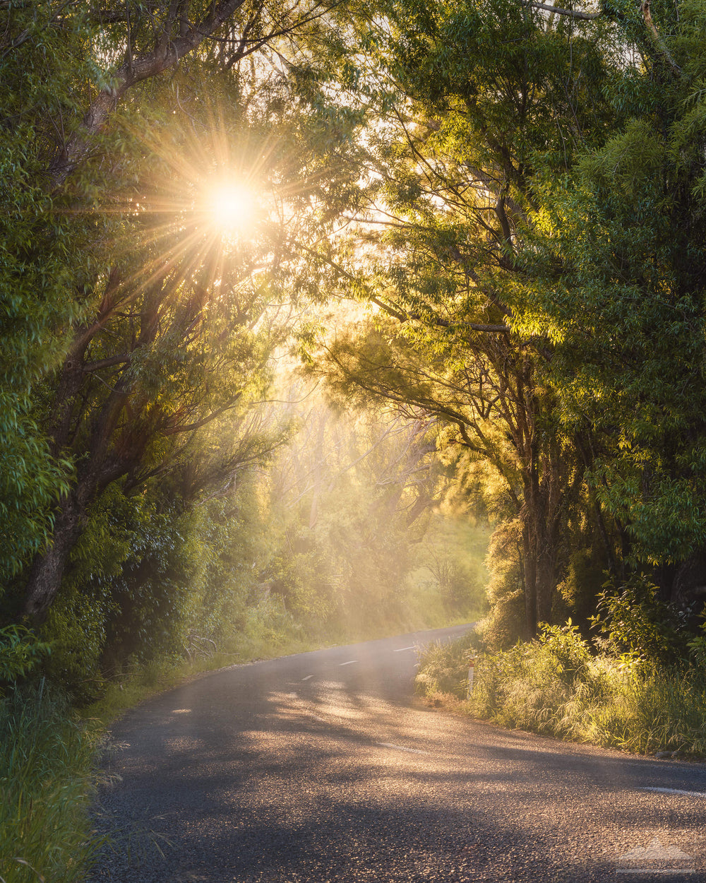 Vertical photo of a winding road, surrounded by trees and sun rays shining through.