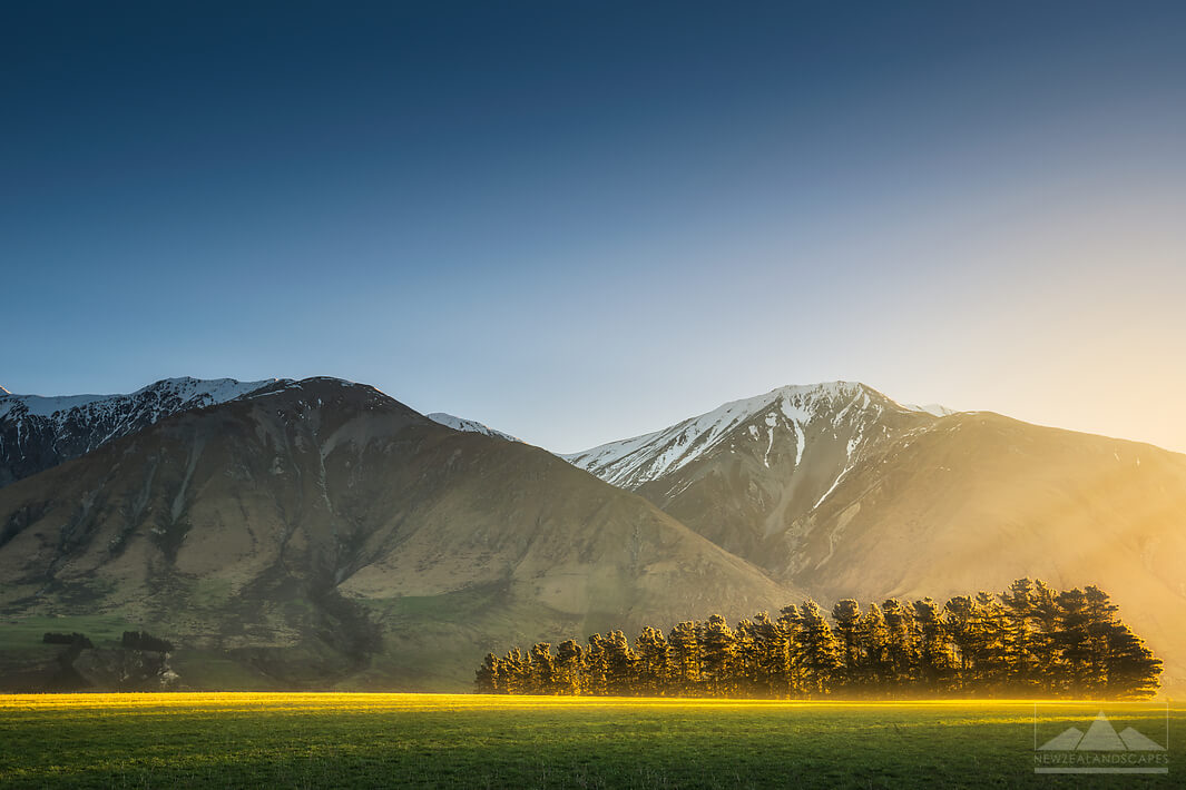 Sunlit Tree Strip - Newzealandscapes photo canvas prints New Zealand