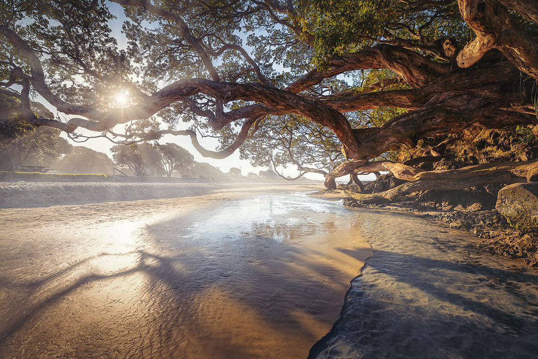 Landscape photo of sunset sunrays through tree branches at the beach