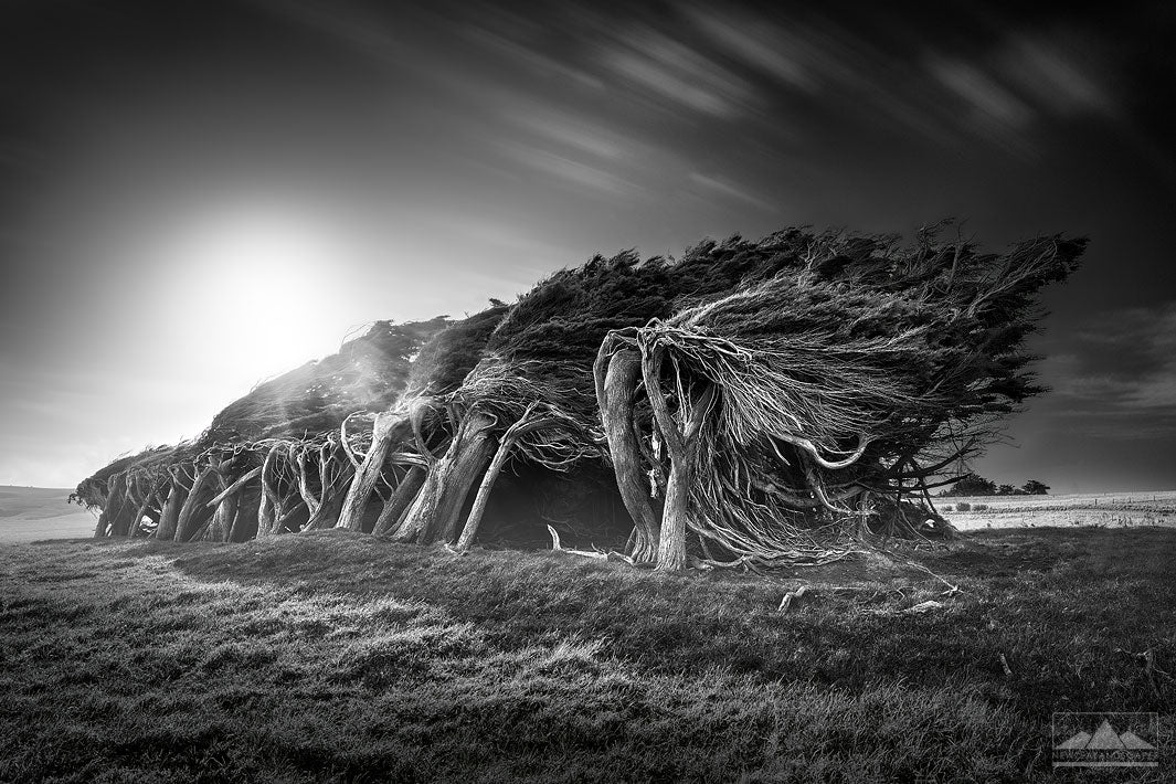 Black and white landscape photograph of windswept trees leaning on their sides at Slope Point, Southland, New Zealand.