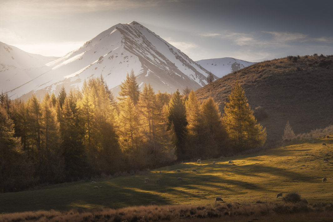 Sunrays illuminate the snowy mountains and golden trees with sheep and fields in the foreground