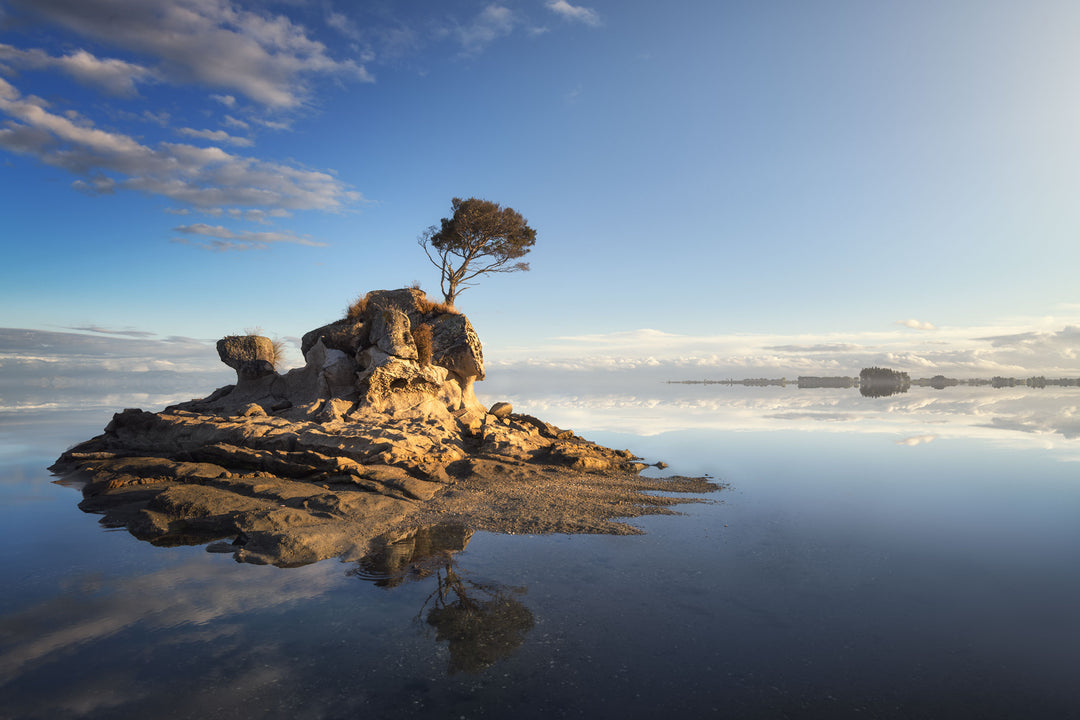 New Zealand landscape photo of a tree on a rock in the sand  with water reflected in the background