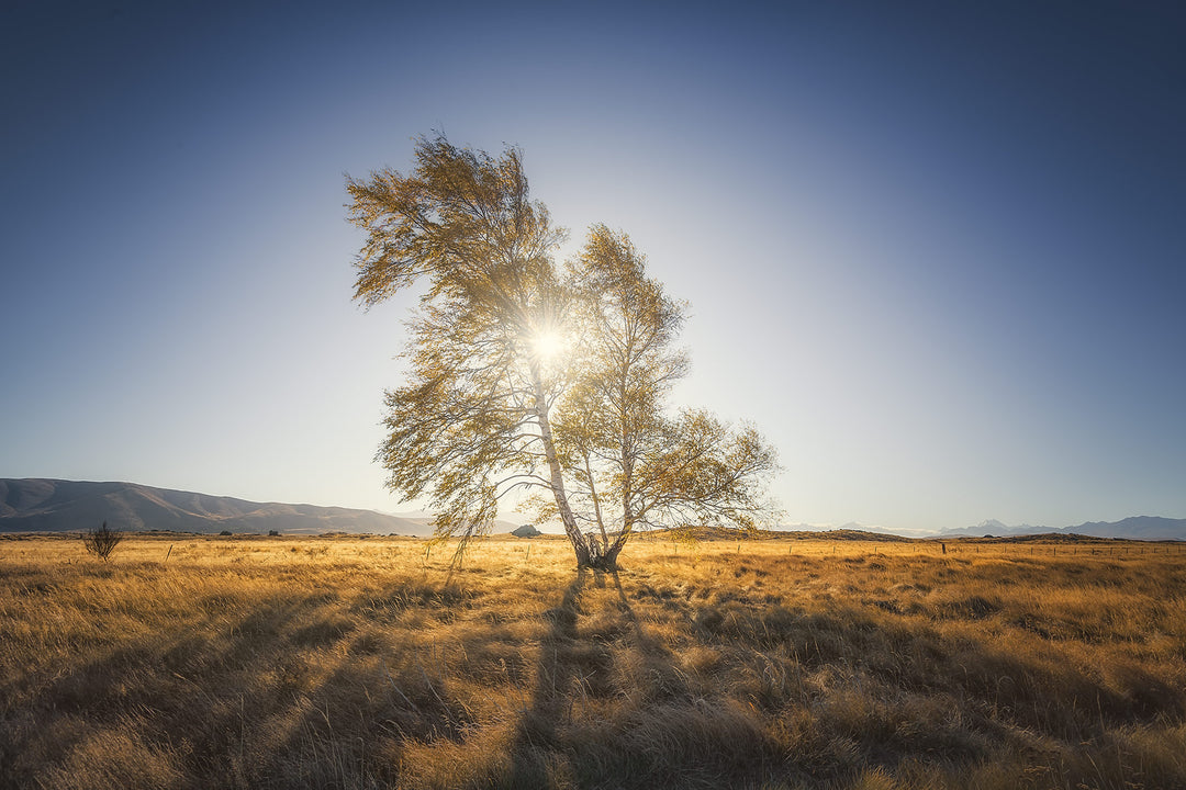 New Zealand landscape photo wall art of the setting sun behind a tree in a field in the Mackenzie Country