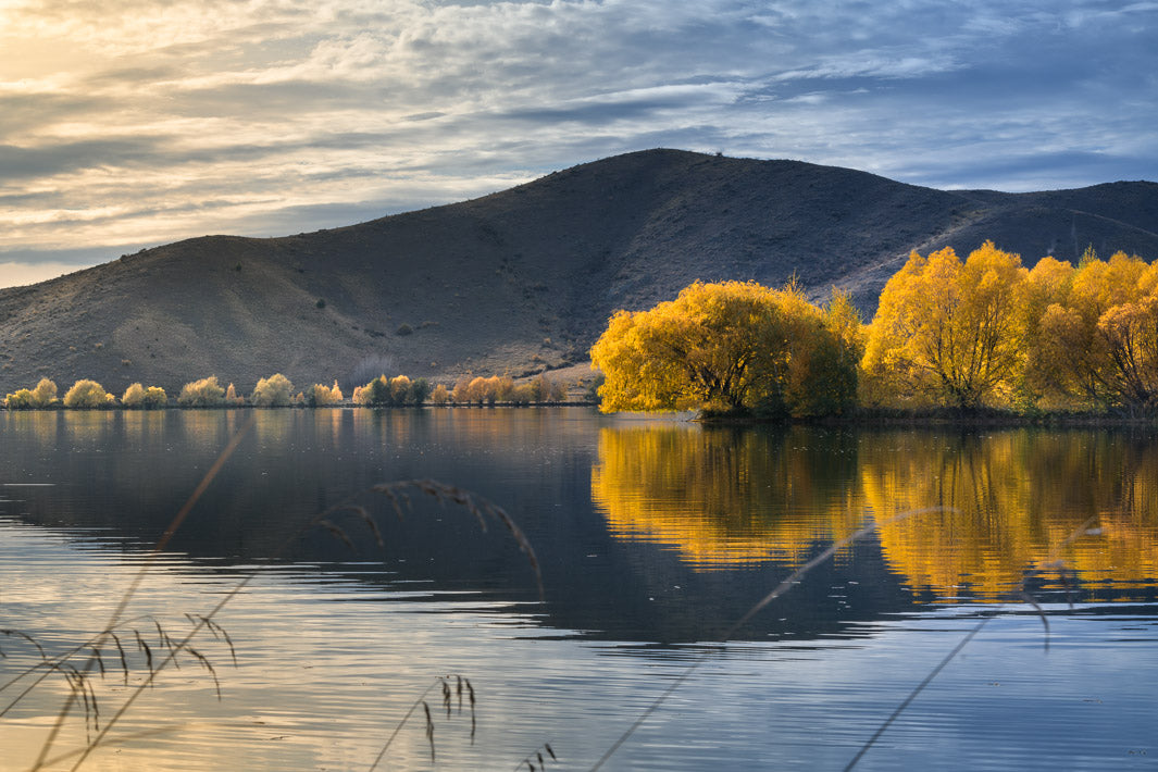 Autumn photo at Wairepo Arm in New Zealand of golden yellow trees reflected in the lake with a mountain in the background