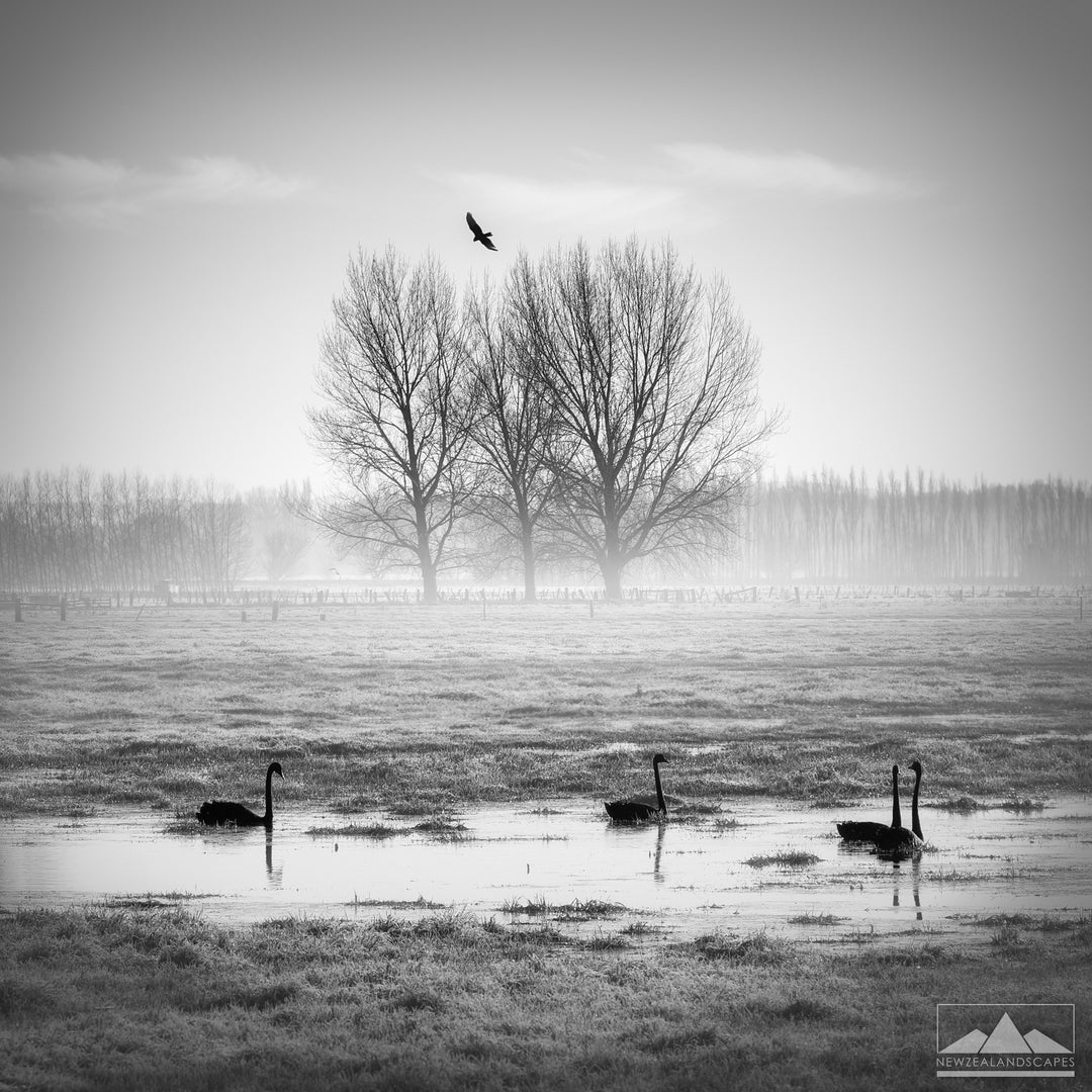 Black Swans On A Misty Morning - Newzealandscapes photo canvas prints New Zealand