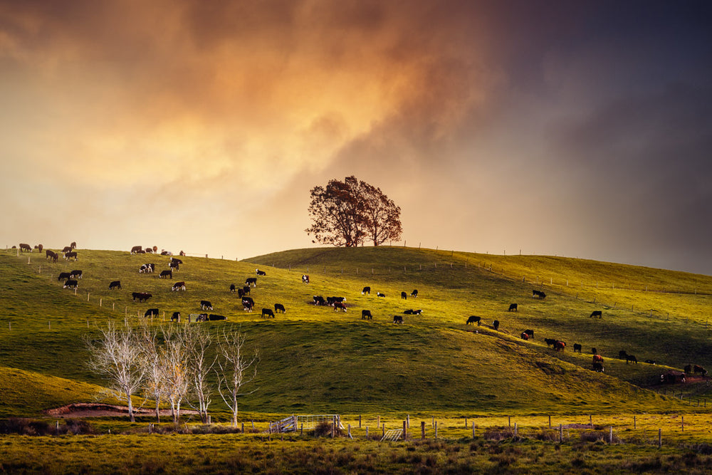 Setting sun glowing over trees, cows and hills in New Zealand.
