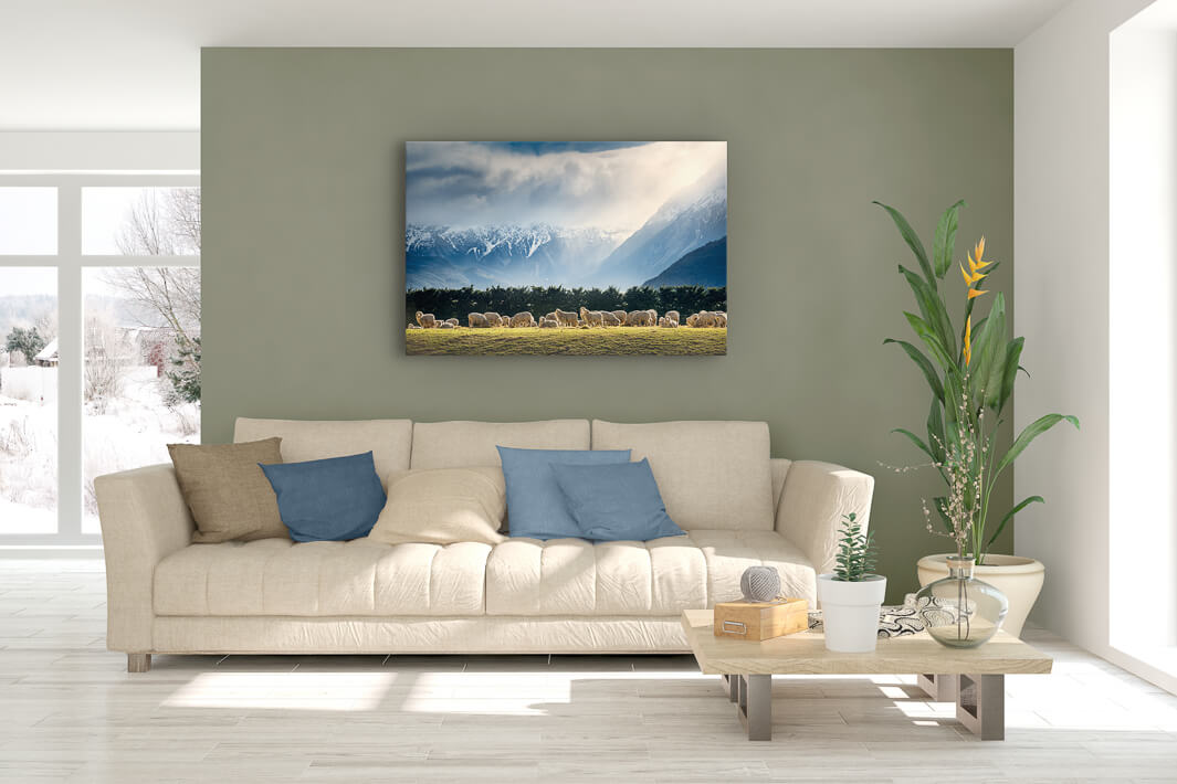 Sheep in a field wall art on lounge wall on canvas or photo print