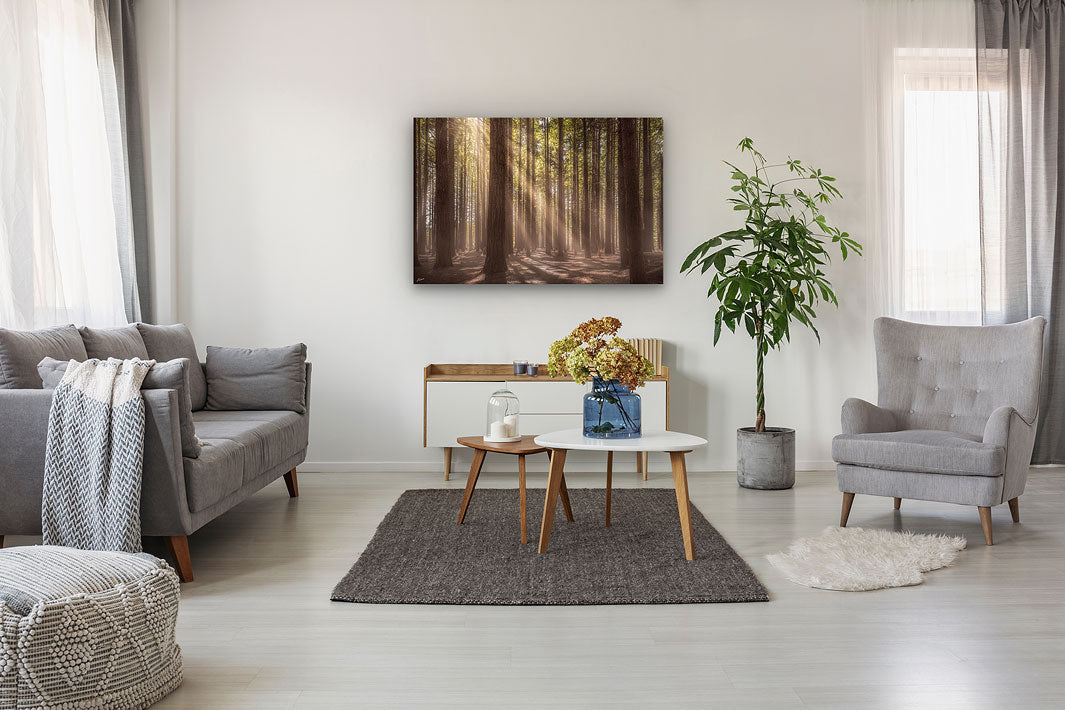 Photographic wall art of sunlit forest trees on a modern lounge wall