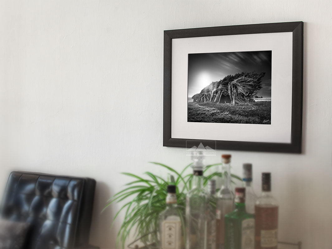 Framed photo wall art of black and white windswept trees of Slope Point, New Zealand, on modern lounge wall