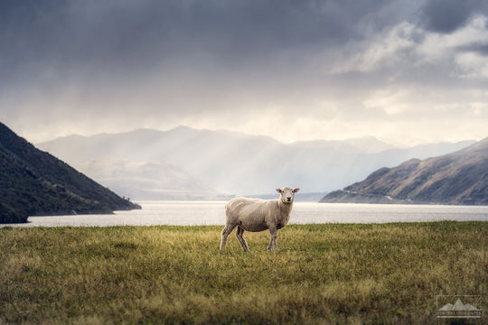 Photo of a sheep in New Zealand with grass in the foregound and lake and mountains in the background