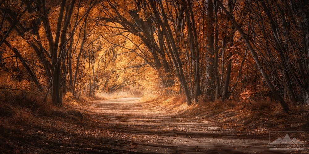 A leaf strewn path meandering through a forest in Arrowtown, in golden yellow sunlit colours.