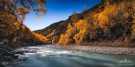 A panoramic image of the waters of the Arrow River flowing downstream, alongside trees with bright yellow autumn leaves.
