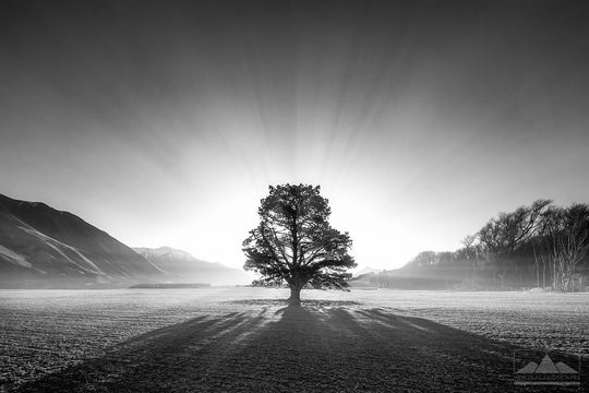 Landscape photo of stunning tree in New Zealand. Black and white capture.