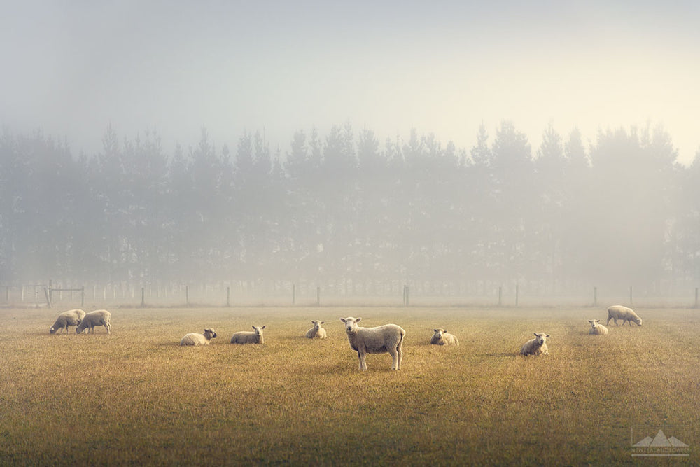 New Zealand sheep in a field on a misty winter morning