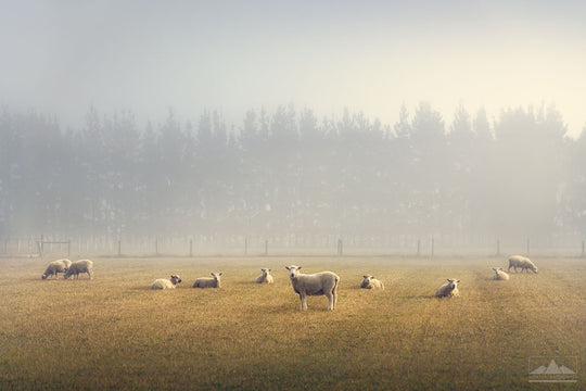 New Zealand sheep in a field on a misty winter morning
