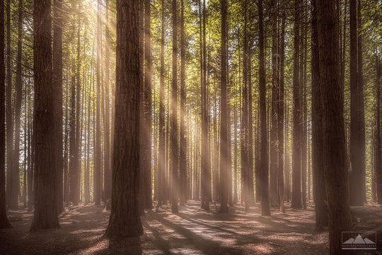 Photograph of Californian Redwood trees with sun rays peeking through the tree tops at the forest in Rotorua