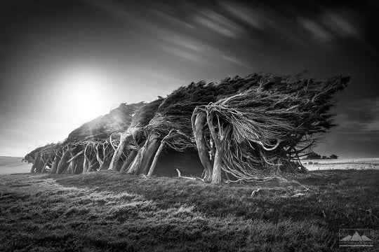 Black and white landscape photograph of windswept trees leaning on their sides at Slope Point, Southland, New Zealand. 
