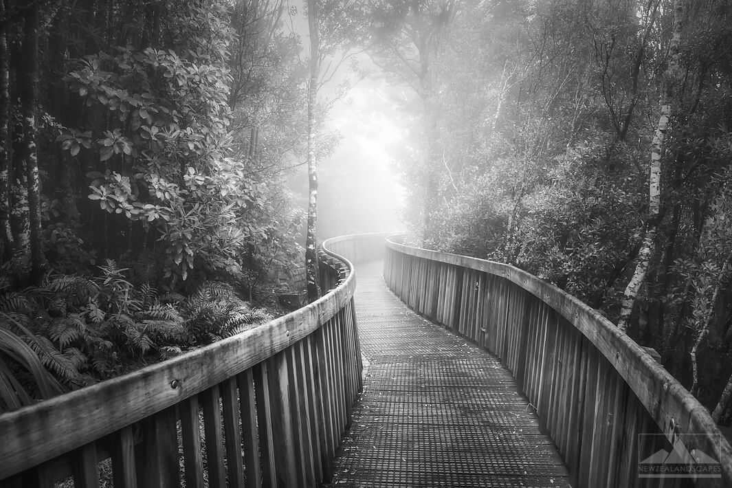 Black and white photo of a wooden path winding through native New Zealand bush