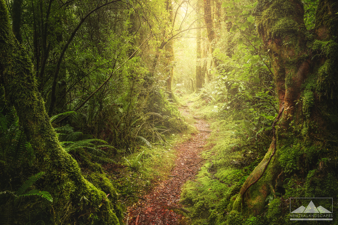 Path Through The Forest - Newzealandscapes photo canvas prints New Zealand