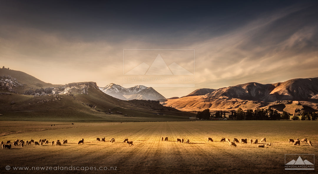 Sheep at Castle Hill - Newzealandscapes photo canvas prints New Zealand