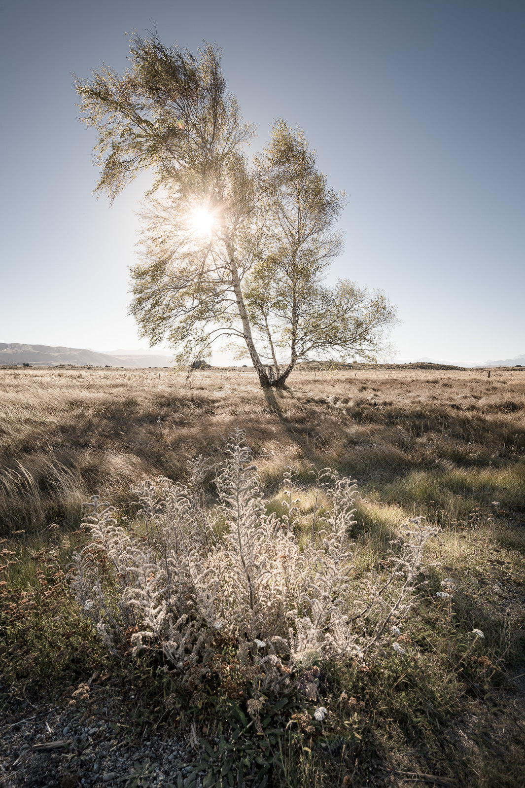 Vertical landscape photo of a tree in the centre with the summer sun lighting it up from behind, blue sky with plants in the foreground.