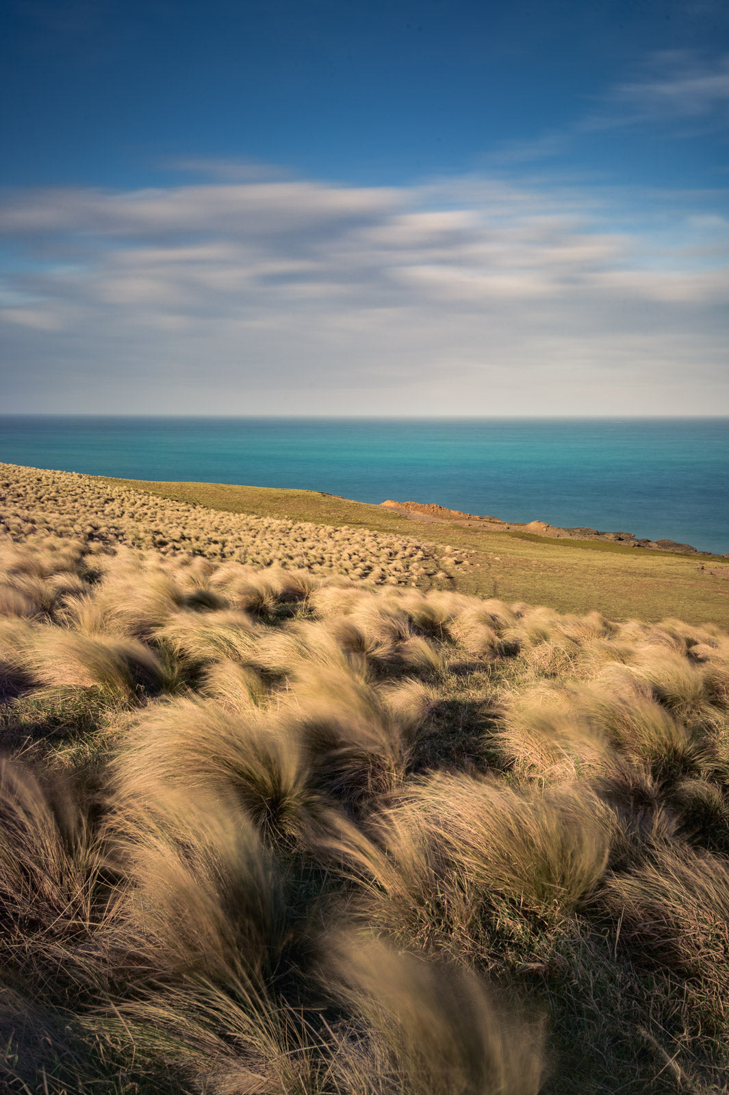 yellow grasses and tussock in the foreground with sea and sky in the distance